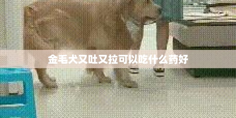 金毛犬又吐又拉可以吃什么药好