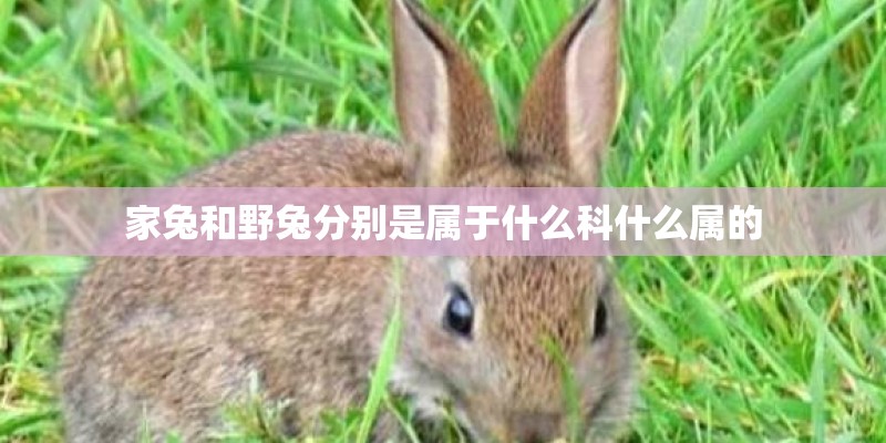 家兔和野兔分别是属于什么科什么属的