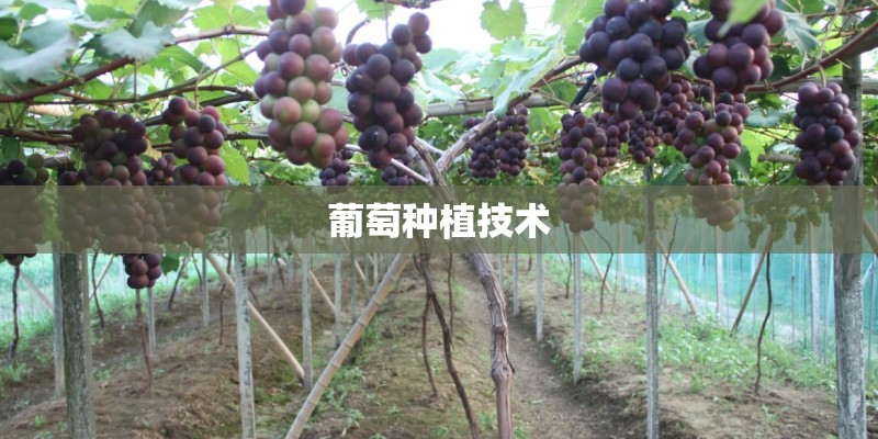 葡萄种植技术