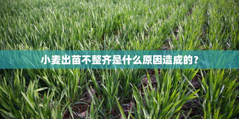 小麦出苗不整齐是什么原因造成的？