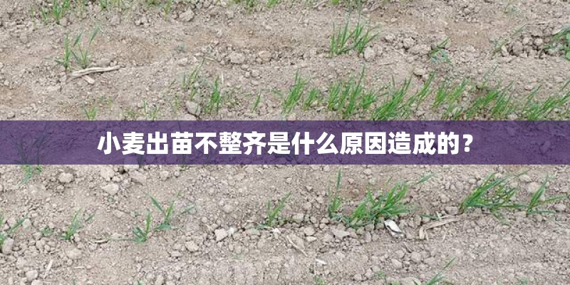 小麦出苗不整齐是什么原因造成的？