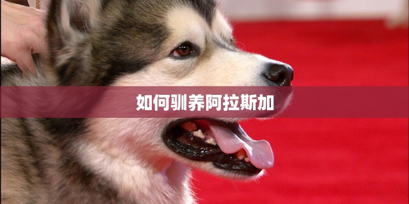 如何驯养阿拉斯加