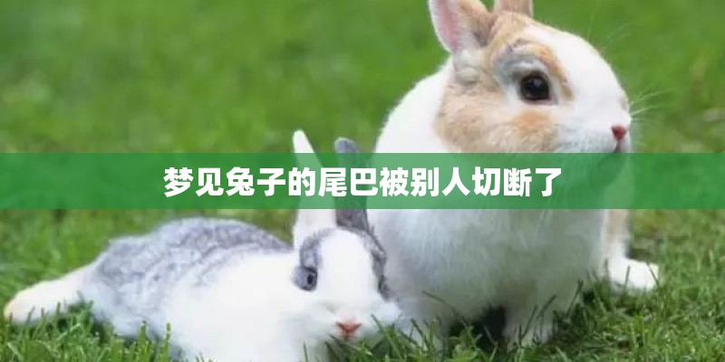 梦见兔子的尾巴被别人切断了