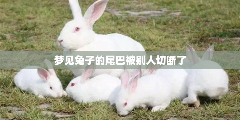 梦见兔子的尾巴被别人切断了