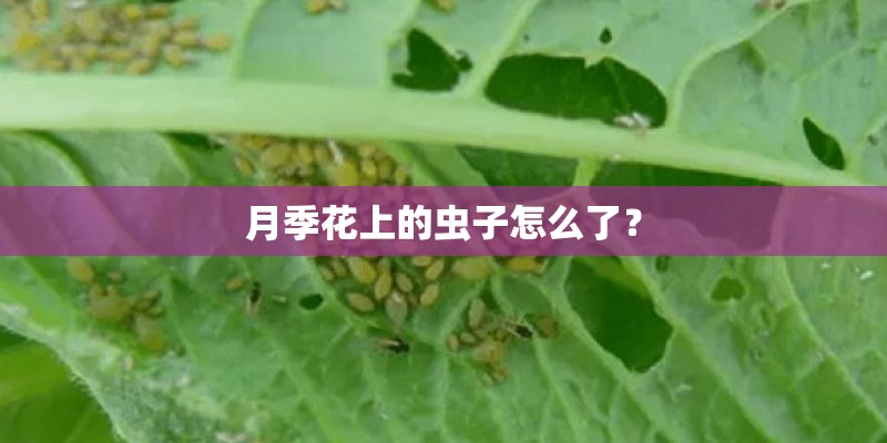 月季花上的虫子怎么了？