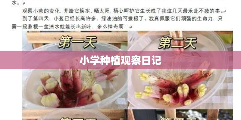 小学种植观察日记