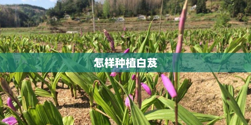 怎样种植白芨