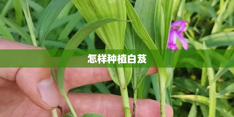 怎样种植白芨