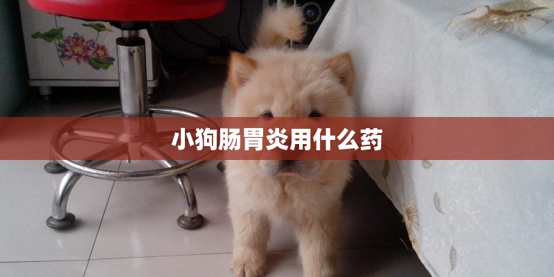 小狗肠胃炎用什么药