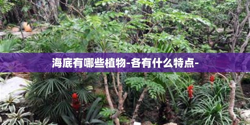 海底有哪些植物-各有什么特点-