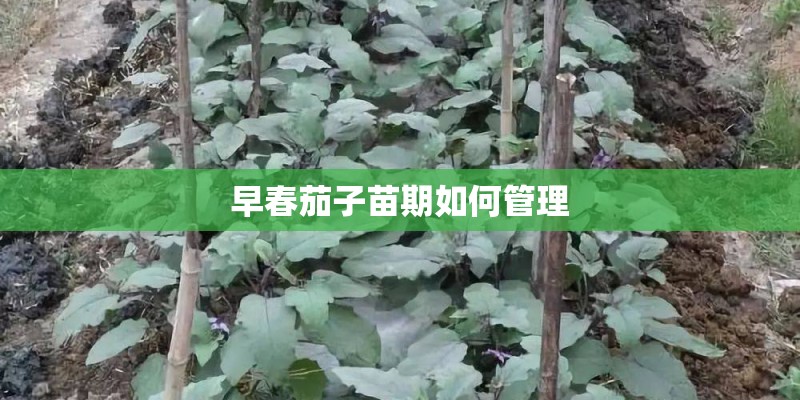 早春茄子苗期如何管理