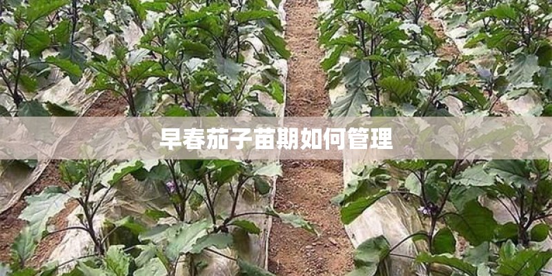 早春茄子苗期如何管理