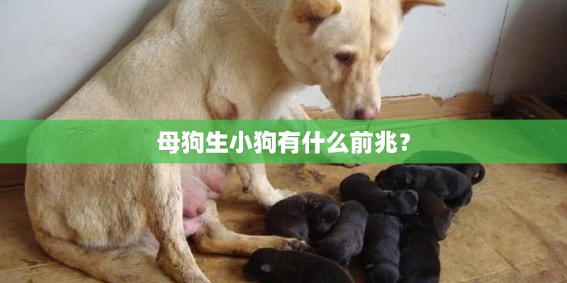 母狗生小狗有什么前兆？
