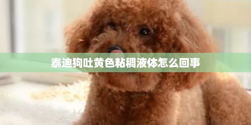 泰迪狗吐黄色粘稠液体怎么回事