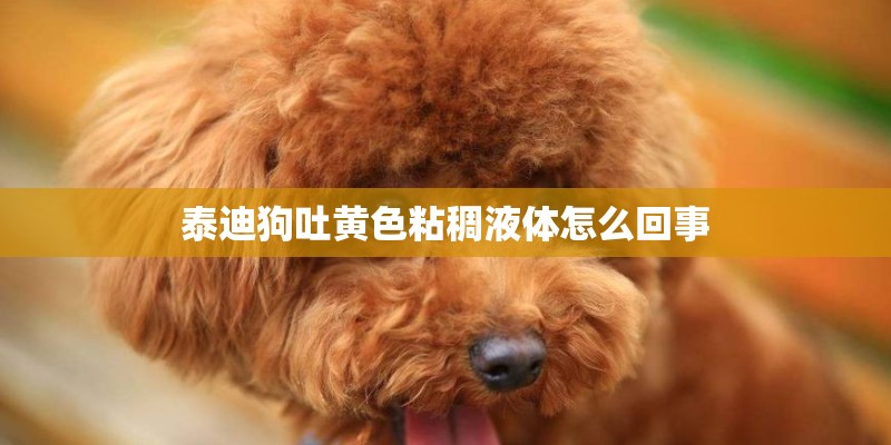 泰迪狗吐黄色粘稠液体怎么回事