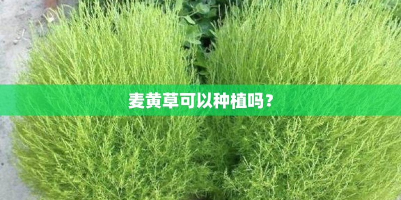 麦黄草可以种植吗？