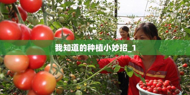 我知道的种植小妙招_1