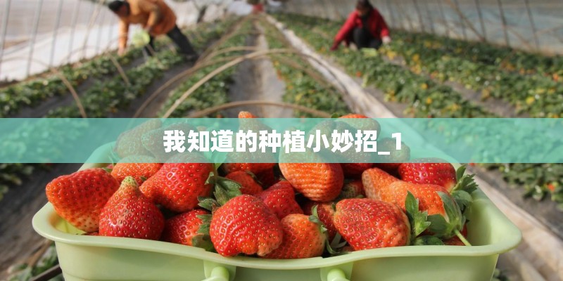 我知道的种植小妙招_1