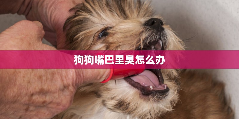 狗狗嘴巴里臭怎么办