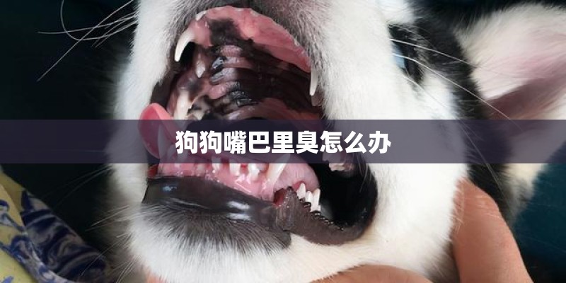 狗狗嘴巴里臭怎么办