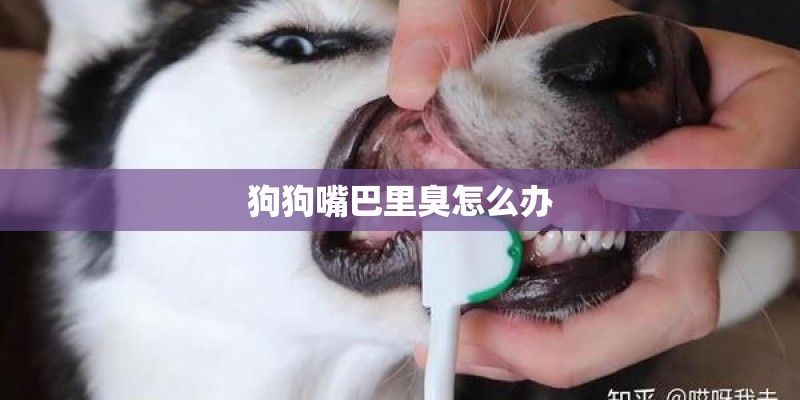 狗狗嘴巴里臭怎么办