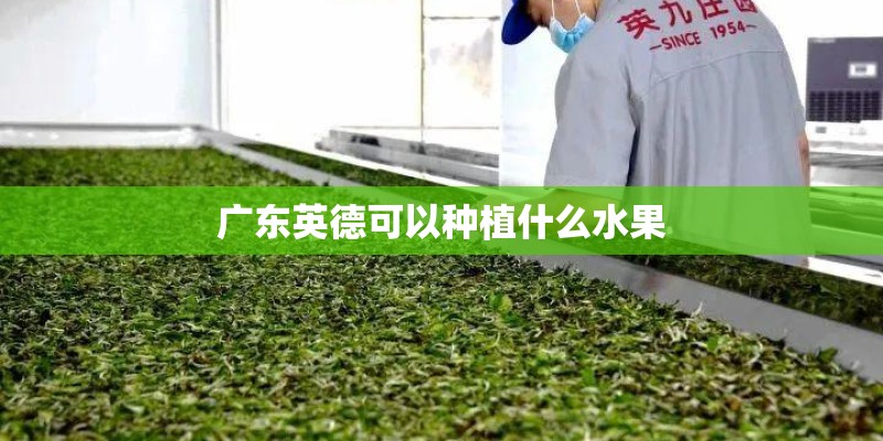 广东英德可以种植什么水果