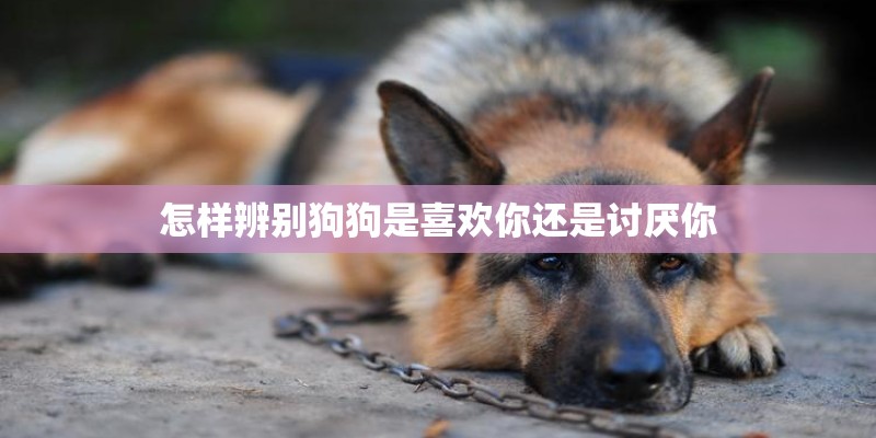 怎样辨别狗狗是喜欢你还是讨厌你