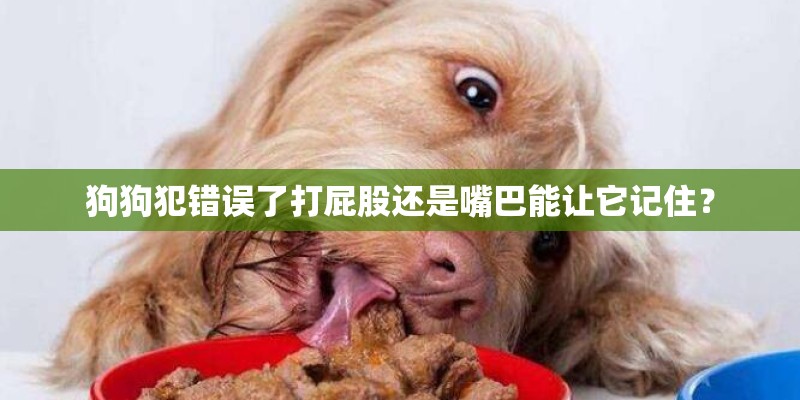 狗狗犯错误了打屁股还是嘴巴能让它记住？