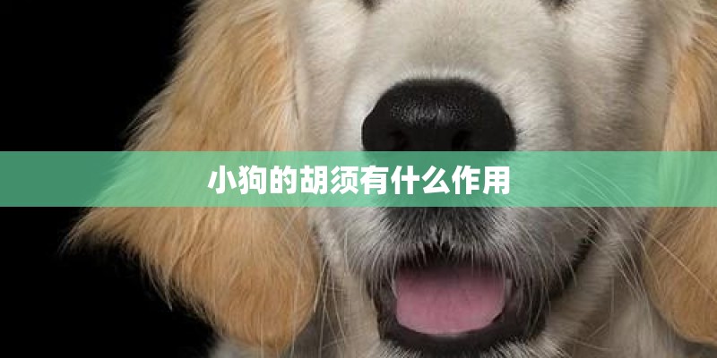 小狗的胡须有什么作用