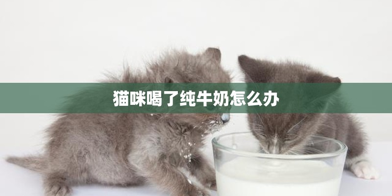 猫咪喝了纯牛奶怎么办 猫咪喝了纯牛奶怎么办