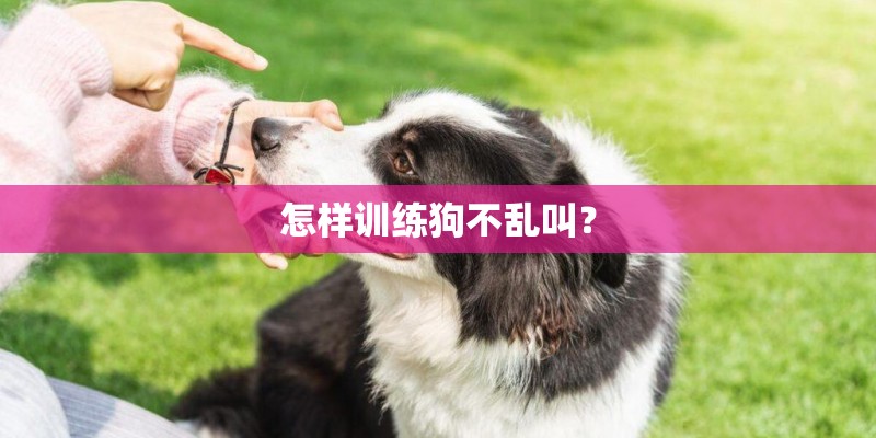 怎样训练狗不乱叫？