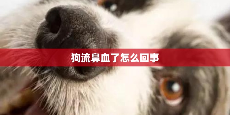 狗流鼻血了怎么回事 狗流鼻血了怎么回事