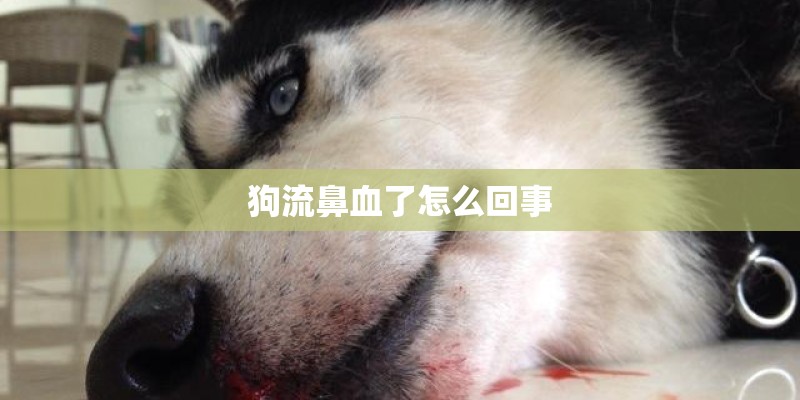 狗流鼻血了怎么回事 狗流鼻血了怎么回事