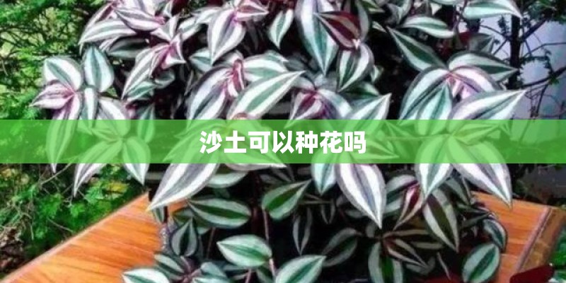 沙土可以种花吗 沙土可以种花吗