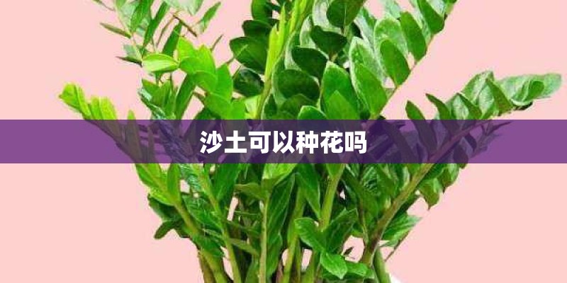 沙土可以种花吗 沙土可以种花吗