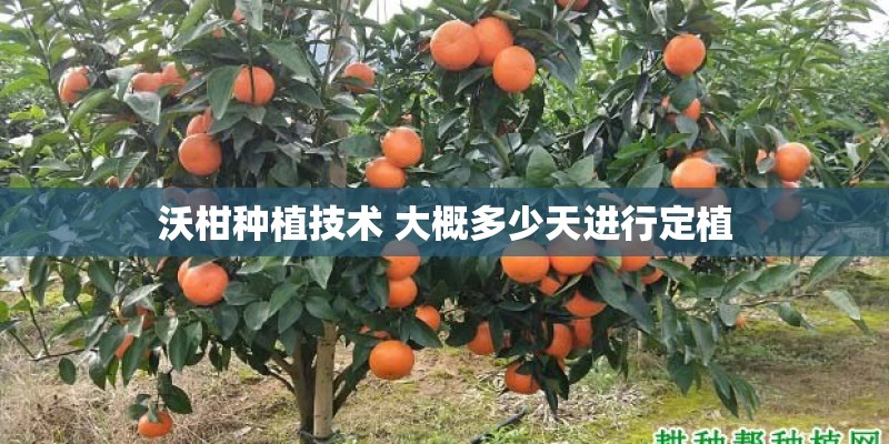 沃柑种植技术 大概多少天进行定植