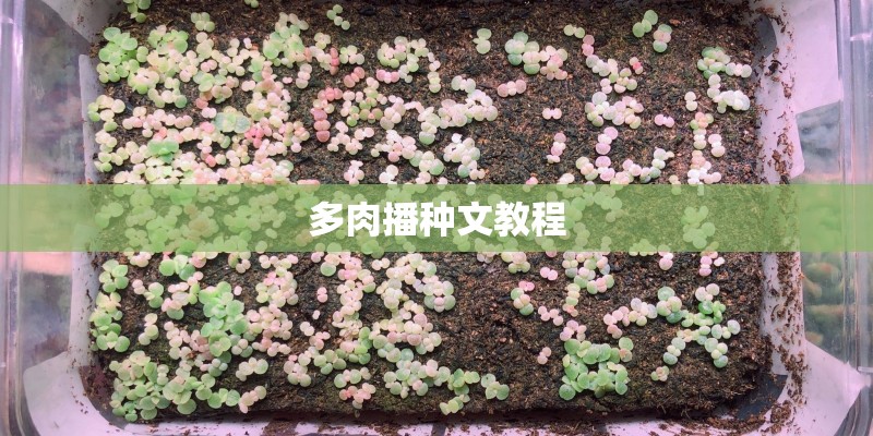 多肉播种文教程