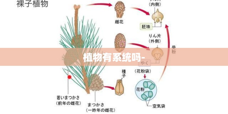 植物有系统吗- 植物有系统吗-