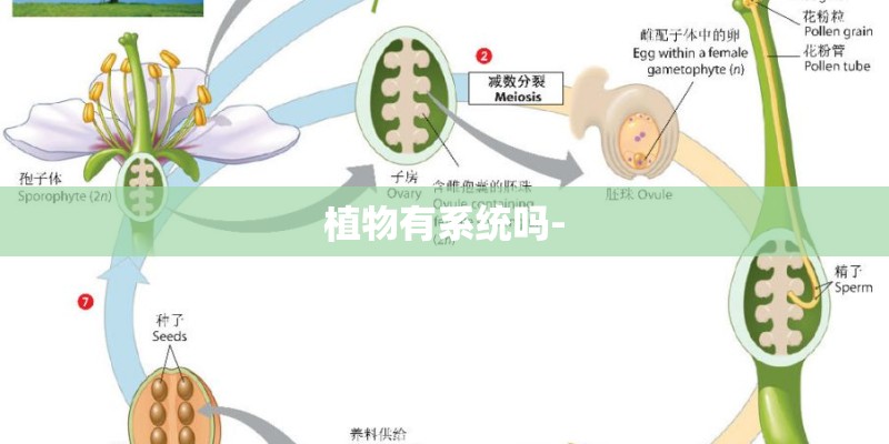 植物有系统吗- 植物有系统吗-