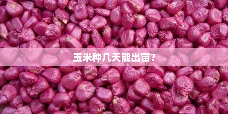 玉米种几天能出苗？