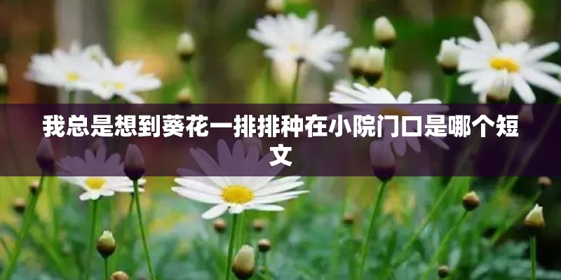 我总是想到葵花一排排种在小院门口是哪个短文