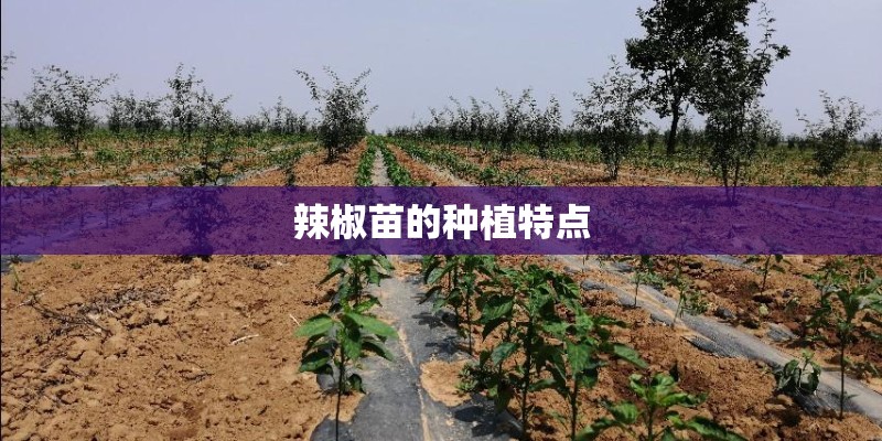辣椒苗的种植特点
