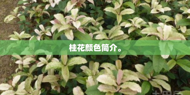 桂花颜色简介。