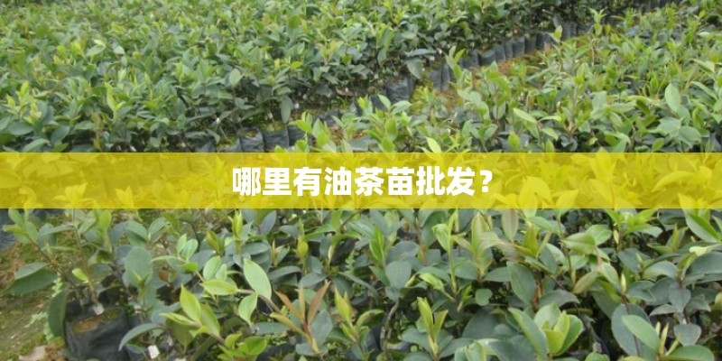 哪里有油茶苗批发？