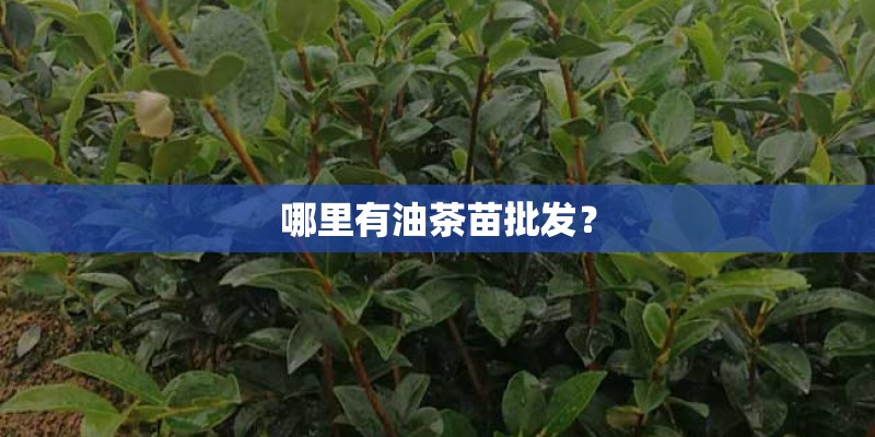 哪里有油茶苗批发? 哪里有油茶苗批发?
