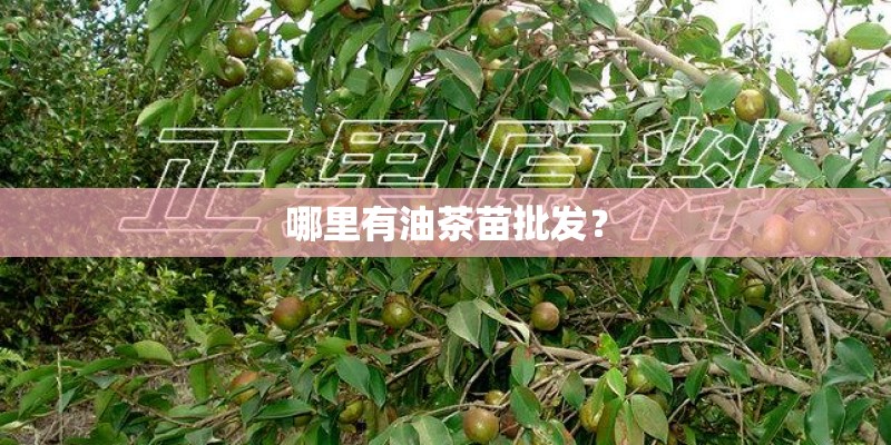 哪里有油茶苗批发? 哪里有油茶苗批发?