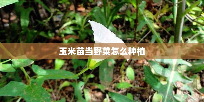 玉米苗当野菜怎么种植