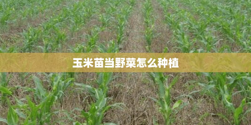 玉米苗当野菜怎么种植