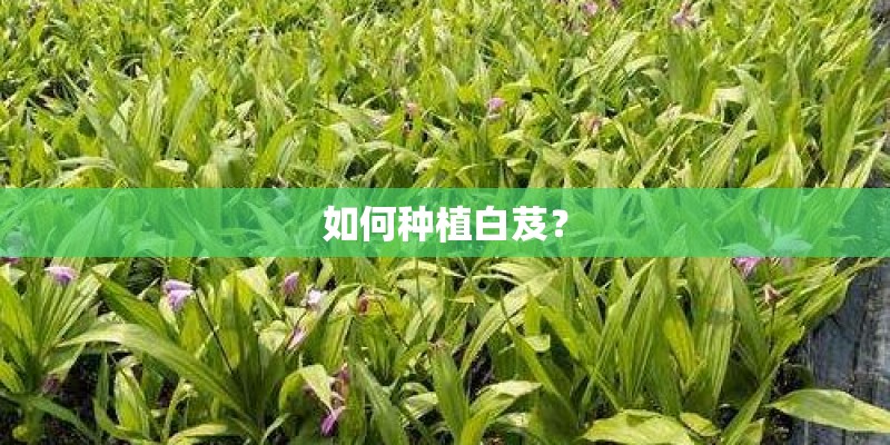 如何种植白芨？