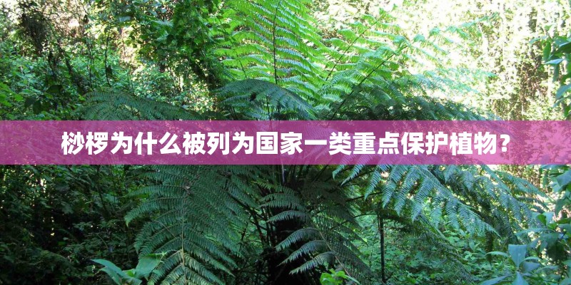 桫椤为什么被列为国家一类重点保护植物？